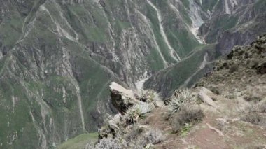 Mirador Cruz del Condor, Peru 'daki Colca Canyon' da turistler için popüler bir seyahat merkezi..