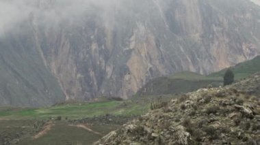And Akbabası, Vultur gryphus, dünyanın en büyük uçan kuşları, Peru 'daki Colca Kanyonu' nda görkemli bir şekilde süzülüyorlar, gezegenin en derin vadisi..