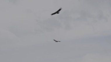 And Akbabası, Vultur gryphus, dünyanın en büyük uçan kuşları, Peru 'daki Colca Kanyonu' nda görkemli bir şekilde süzülüyorlar, gezegenin en derin vadisi..