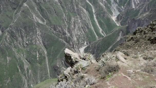 ペルーのコルカ峡谷にあるミラドール クルズ コンドルは観光客に人気の旅行先です — ストック動画