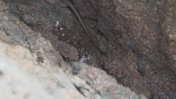 Eine Ratte Versteckt Sich Einem Felsen Paracas Nationalreservat Peru — Stockvideo