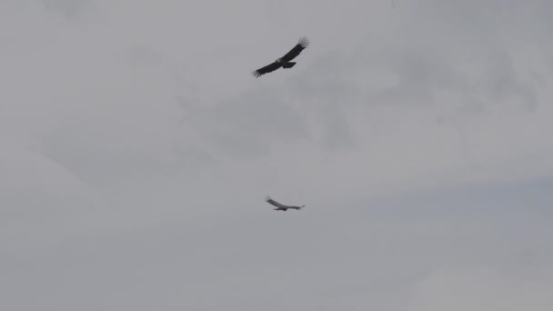 アンデスのコンドル 世界最大の空飛ぶ鳥であるヴァルトゥル グリフォスは 地球上で最も深い峡谷であるペルーのコルカ キャニオンの上を飛んでいます — ストック動画