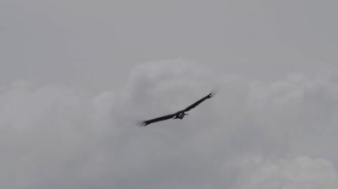 And Akbabası, Vultur gryphus, dünyanın en büyük uçan kuşları, Peru 'daki Colca Kanyonu' nda görkemli bir şekilde süzülüyorlar, gezegenin en derin vadisi..