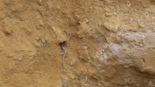 Zwei Echsen Kriechen Über Eine Felsoberfläche Des Paracas Nationalparks Entlang — Stockvideo