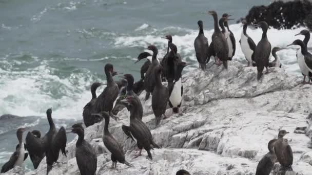 Colônia Aves Corvo Marinho Guano Parque Nacional Paracas Costa Oceano — Vídeo de Stock