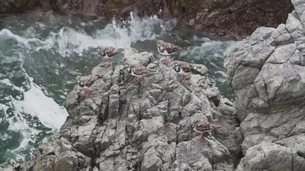 Pequeñas Aves Marinas Sentadas Sobre Una Roca Cubierta Guano Reserva — Vídeo de stock