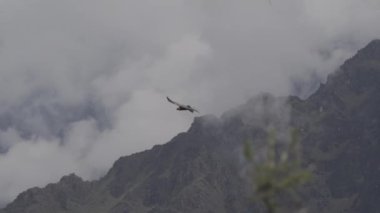 And Akbabası, Vultur gryphus, dünyanın en büyük uçan kuşları, Peru 'daki Colca Kanyonu' nda görkemli bir şekilde süzülüyorlar, gezegenin en derin vadisi..