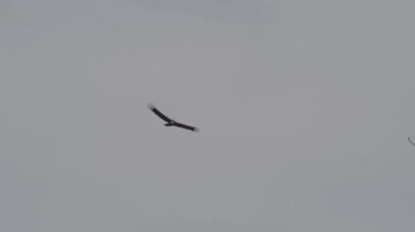 And Akbabası, Vultur gryphus, dünyanın en büyük uçan kuşları, Peru 'daki Colca Kanyonu' nda görkemli bir şekilde süzülüyorlar, gezegenin en derin vadisi..