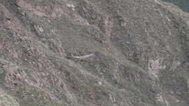 And Akbabası, Vultur gryphus, dünyanın en büyük uçan kuşları, Peru 'daki Colca Kanyonu' nda görkemli bir şekilde süzülüyorlar, gezegenin en derin vadisi..