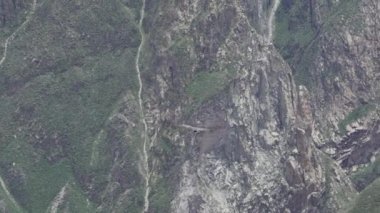 And Akbabası, Vultur gryphus, dünyanın en büyük uçan kuşları, Peru 'daki Colca Kanyonu' nda görkemli bir şekilde süzülüyorlar, gezegenin en derin vadisi..