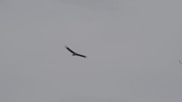 アンデスのコンドル 世界最大の空飛ぶ鳥であるヴァルトゥル グリフォスは 地球上で最も深い峡谷であるペルーのコルカ キャニオンの上を飛んでいます — ストック動画