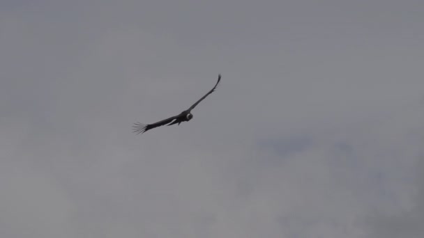 Condor Andino Vultur Gryphus Maiores Aves Voadoras Mundo Subindo Majestosamente — Vídeo de Stock