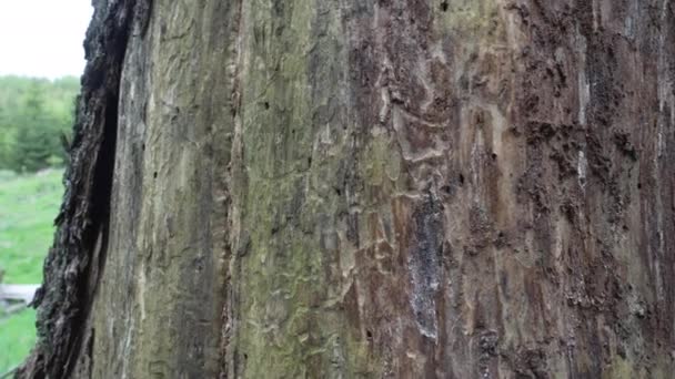 長期にわたる干ばつの影響による森林破壊とドイツのロスアルグ山脈の樹皮甲虫による被害 — ストック動画
