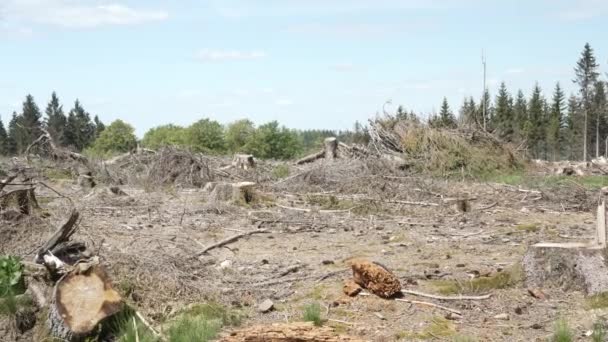 Starke Abholzung Rund Dreiherrnstein Nach Langer Trockenheit Und Schäden Durch — Stockvideo