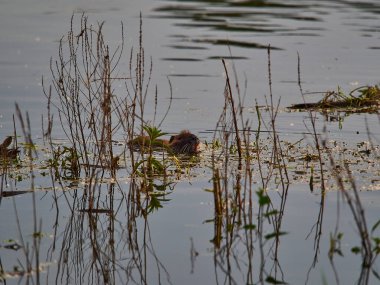 Nutria, Myocastor coypus, ayrıca coypu, Fransa 'da Loire nehrinin kıyısında bulunan ve Amerika' dan kürk avcılığı için getirilen büyük, otobur, yarı suda yaşayan bir kemirgendir..