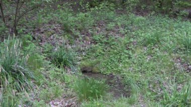 Siegquelle, Almanya 'nın Rothaargebierge dağlarındaki Sieg nehrinin kaynağıdır..