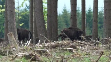 Avrupa 'da yaşayan vahşi bizonun yavaş çekim gücü, Wisent veya Bison Bonasus, Avrupa' da neredeyse soyu tükenmek üzere olan bir kara memelisidir, fakat şimdi Sauerland Almanya 'daki Roothaarsteig dağları ile yeniden tanıtılmakta ve ormanda özgürce dolaşmaktadır..