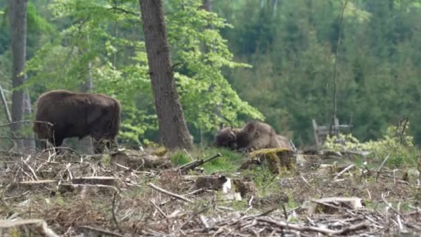 欧洲野生木材野牛 的缓慢运动是一种大型陆生哺乳动物 在欧洲几乎绝种 但现在又被重新引入德国萨瑟兰的罗萨阿斯特山脉 并在森林中自由漫游 — 图库视频影像