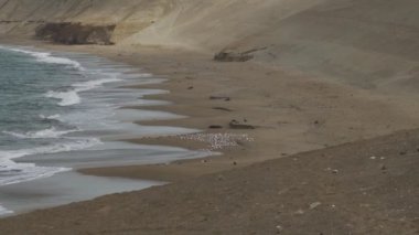 Pembe flamingolar gibi kıyı kuşları, Peru, Güney Amerika 'da Pasifik Okyanusu' nun sahil şeridindeki paraas ulusal rezervinin kumlu plajı boyunca yürürler..
