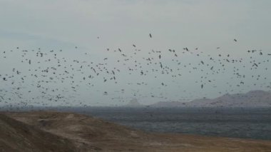 Kahverengi pelikan ve guanay gibi dev deniz kuşu sürüleri Peru, Güney Amerika 'nın Pasifik Okyanusu' ndaki Paracas ulusal rezervlerinde kıyı çölünün kıyılarında uçuyor..