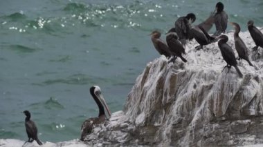 Kahverengi pelikan ve guanay karabatakları gibi deniz kuşları sürüsü Peru 'da Pasifik Okyanusu boyunca Paracas' ta bir kaya üzerinde.