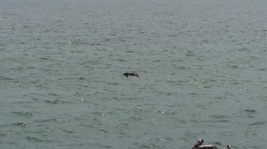 Peru 'nun Pasifik Okyanusu kıyısındaki Paracas Ulusal Parkı' nda kuş kolonisi. Guanay karabatağı ya da Guanay sevişmesi, leucocarbo bougainvillii, guano kaplı kayalar üzerinde.