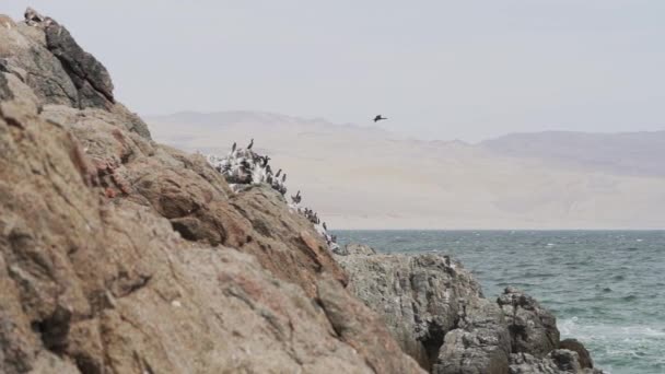 페루의 태평양 연안에 파라카스 공원에는 새들이 무리를 구아노의 군체가 있습니다 — 비디오