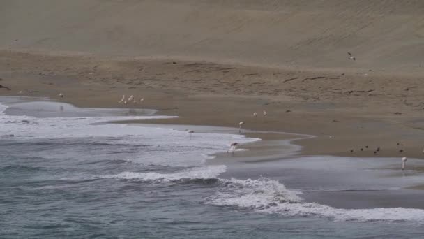 Pobřežní Ptáci Jako Jsou Růžoví Plameňáci Brodící Písčité Pláži Národní — Stock video
