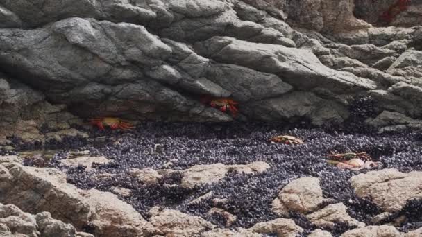 カラフルなカニがペルー 南アメリカの太平洋の海岸線でパラカス国立保護区の海岸砂漠の岩肌を這う — ストック動画