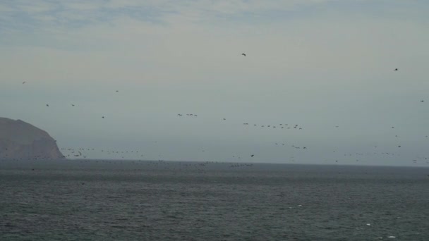 Masywne Stado Ptaków Morskich Polujących Takich Jak Brązowy Pelikan Guanay — Wideo stockowe