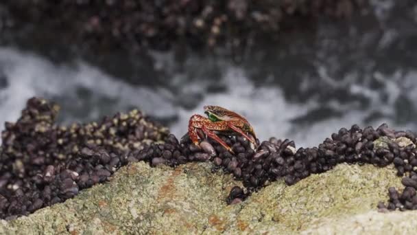 Crabe Coloré Rampant Sur Les Surfaces Rocheuses Dans Désert Côtier — Video