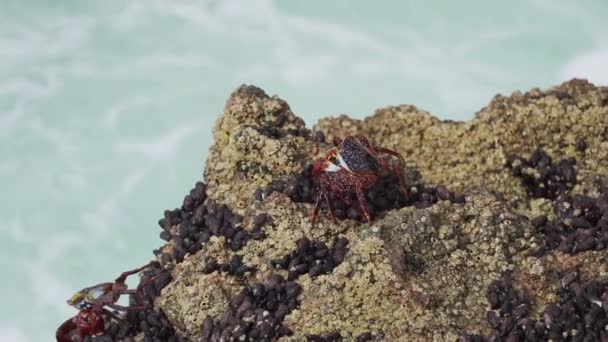 Fargerik Krabbe Som Kryper Klippeoverflatene Ved Nasjonalreservatet Paracas Ved Kysten – stockvideo
