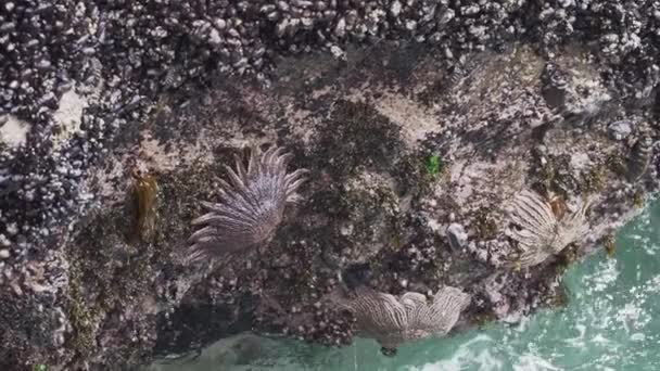 Heliaster Helianthus Sonnenstern Seesterne Hängen Einer Felsoberfläche Paracas Nationalreservat Entlang — Stockvideo