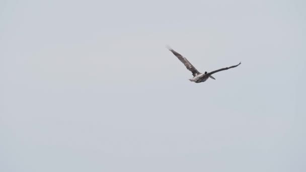 Brązowy Pelikan Locie Nad Rezerwatem Narodowym Paracas Wybrzeżu Oceanu Spokojnego — Wideo stockowe