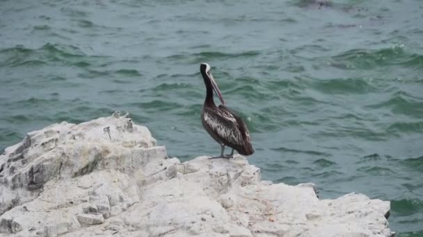 Pelicano Marrom Sentado Guano Coberto Reserva Nacional Paracas Litoral Oceano — Vídeo de Stock