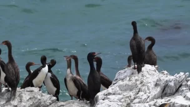 Αποικία Πουλιών Του Κορμοράνου Γκουάνο Στο Εθνικό Πάρκο Paracas Στην — Αρχείο Βίντεο