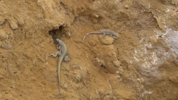 Two Lizards Crawling Rock Surface Paracas National Reserve Coastline Pacific — Stock Video