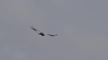 And Akbabası, Vultur gryphus, dünyanın en büyük uçan kuşları, Peru 'daki Colca Kanyonu' nda görkemli bir şekilde süzülüyorlar, gezegenin en derin vadisi..