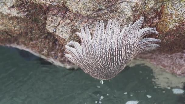 ヘリアスター ヘリアンサス太平洋沿岸のパラカス国立保護区の岩肌にぶら下がっている — ストック動画