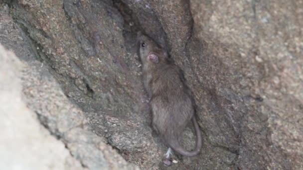 Råtta Som Gömmer Sig Klippa Vid Den Nationella Paracasreserven Peru — Stockvideo