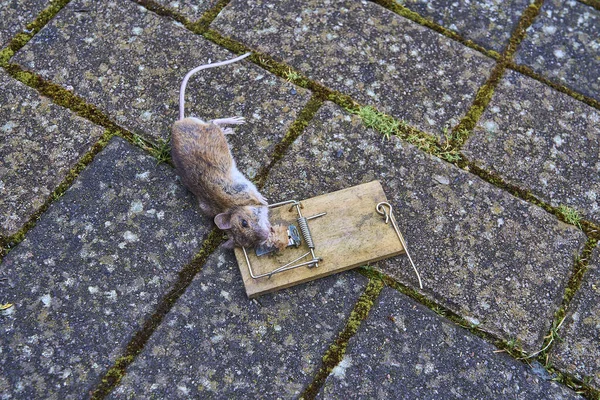 Close up of small bank vole mouse dead in an old wooden snap trap, know to often carry and transmit the hunta virus, which is a dangerous disease for humans.