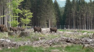 Avrupa 'da yaşayan vahşi bizonun yavaş çekim gücü, Wisent veya Bison Bonasus, Avrupa' da neredeyse soyu tükenmek üzere olan bir kara memelisidir, fakat şimdi Sauerland Almanya 'daki Roothaarsteig dağları ile yeniden tanıtılmakta ve ormanda özgürce dolaşmaktadır..