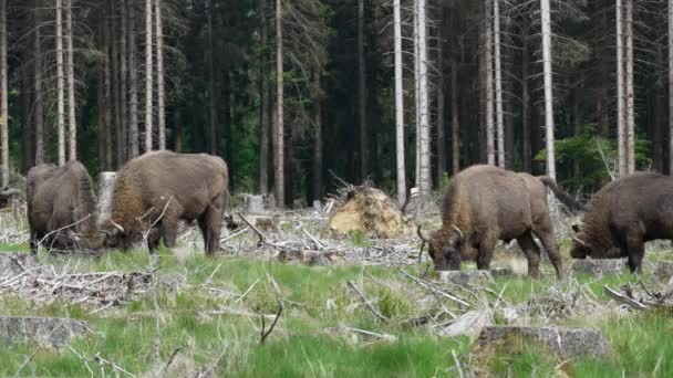 Slow Motion Wild Living European Wood Bison Also Wisant Bison — Video