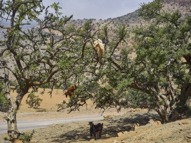 Fas 'ın kuru ve kurak bölgesindeki yapraklardan beslenen Argan yağ ağacında ayakta duran ve tırmanan keçiler, güzellik sektöründe popüler olan ve cilt üzerine uygulanan bir yağ üretimi için meyve kullanılıyor..