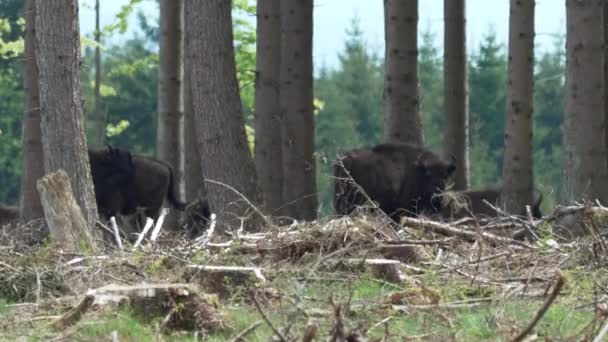 Slow Motion Wild Living European Wood Bison También Wisent Bison — Vídeos de Stock