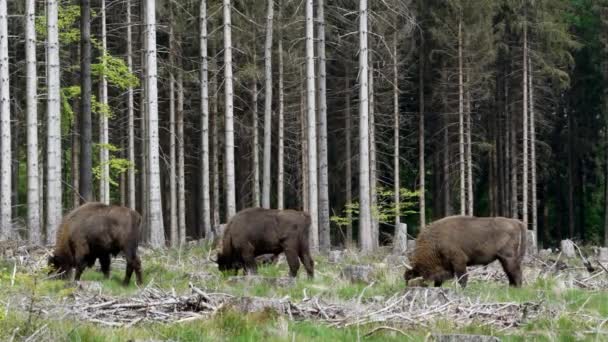 Zeitlupe Wild Lebender Europäischer Waldbison Auch Wisent Oder Bison Bonasus — Stockvideo