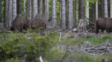 Avrupa 'da yaşayan vahşi bizonun yavaş çekim gücü, Wisent veya Bison Bonasus, Avrupa' da neredeyse soyu tükenmek üzere olan bir kara memelisidir, fakat şimdi Sauerland Almanya 'daki Roothaarsteig dağları ile yeniden tanıtılmakta ve ormanda özgürce dolaşmaktadır..