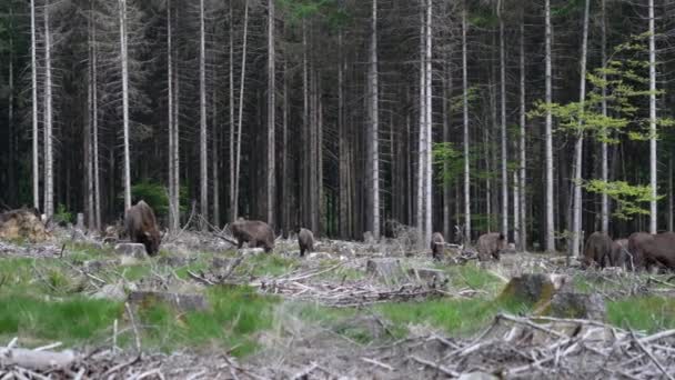 Zpomalení Pohybu Volně Žijících Evropských Dřevin Bizon Také Wisent Nebo — Stock video