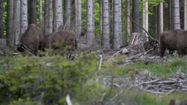 Slow Motion Wild Living European Wood Bison Also Wisent Bison — Stock Video