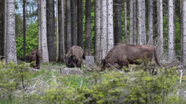 Powolny Ruch Dzikiego Europejskiego Drewna Bizon Również Mądry Lub Bizon — Wideo stockowe